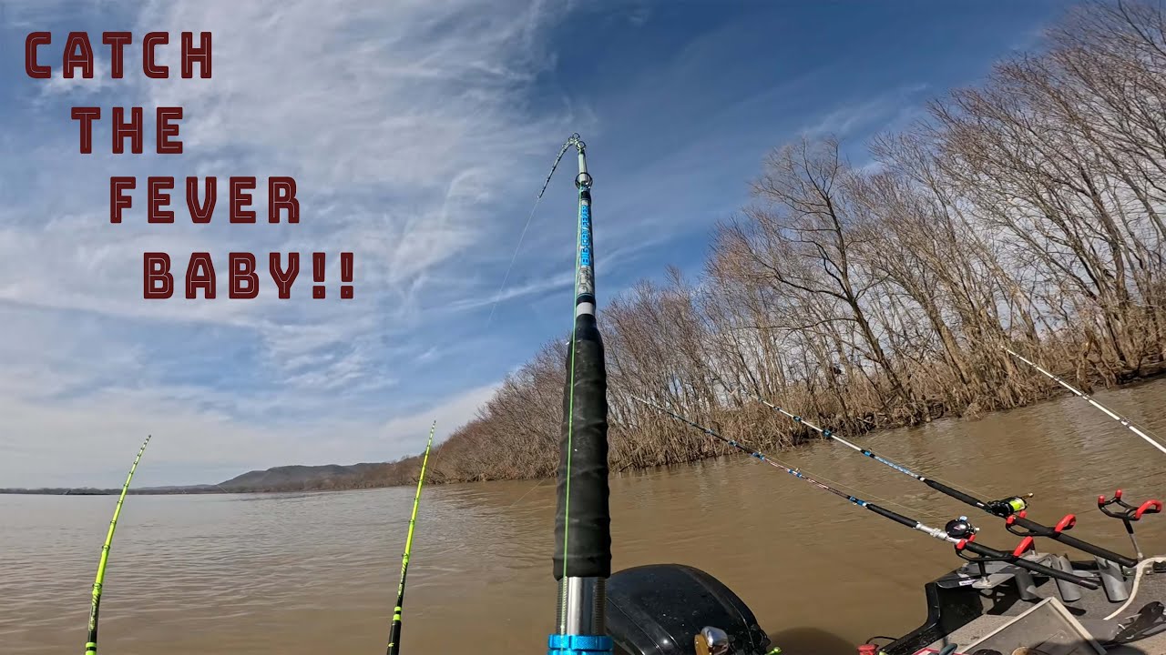 Zakk Royce's Big Cat Fever: The Ultimate Review