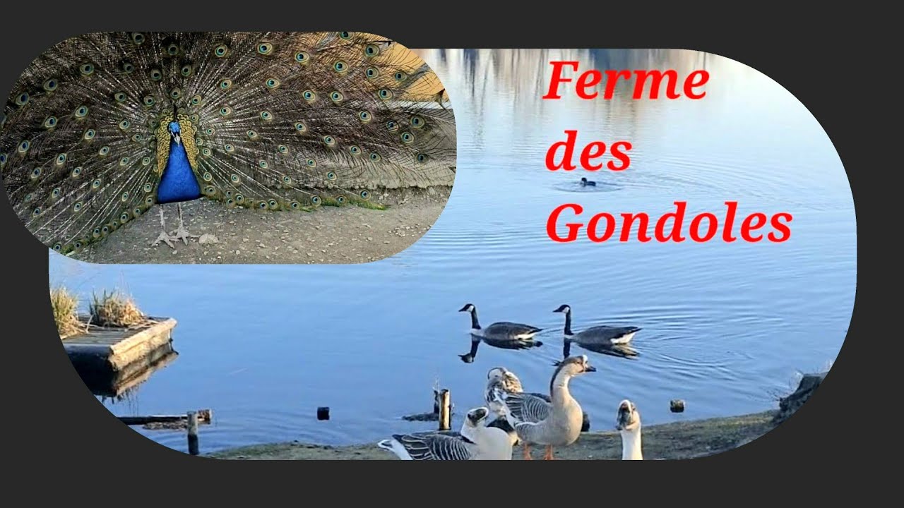 Ferme des Gondoles à Choisy le Roi