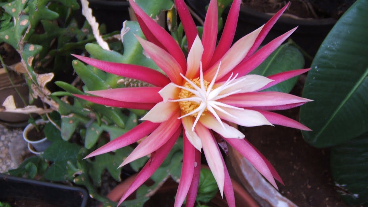 Como plantar cactus epifitos en casa. Esquejes de cactus orquídea. Cultivo de Epiphyllum