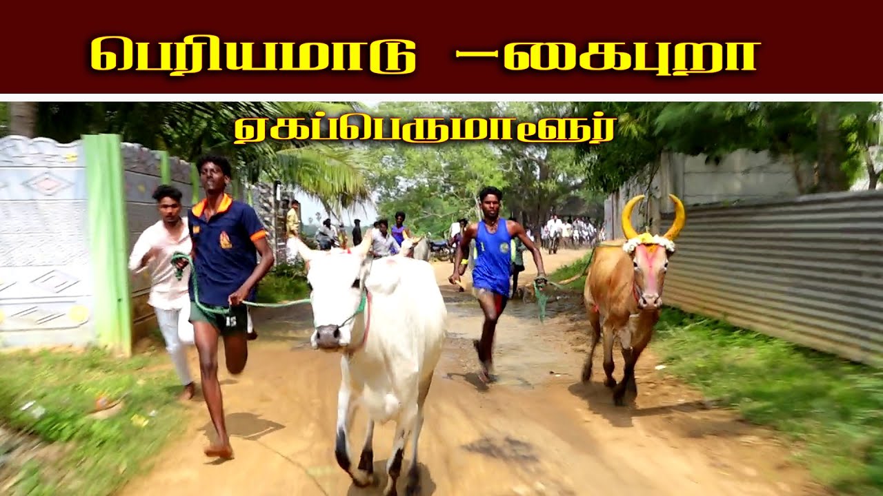புதுக்கோட்டை மாவட்டம்  ஏகப்பெருமாளுர் பெரிய மாடு 17.01.2026