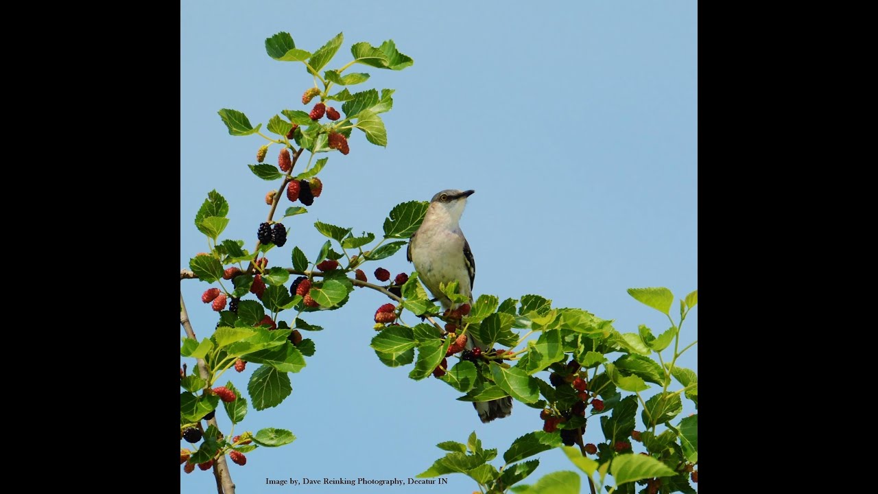 Various Sounds of a Northern Mockingbird