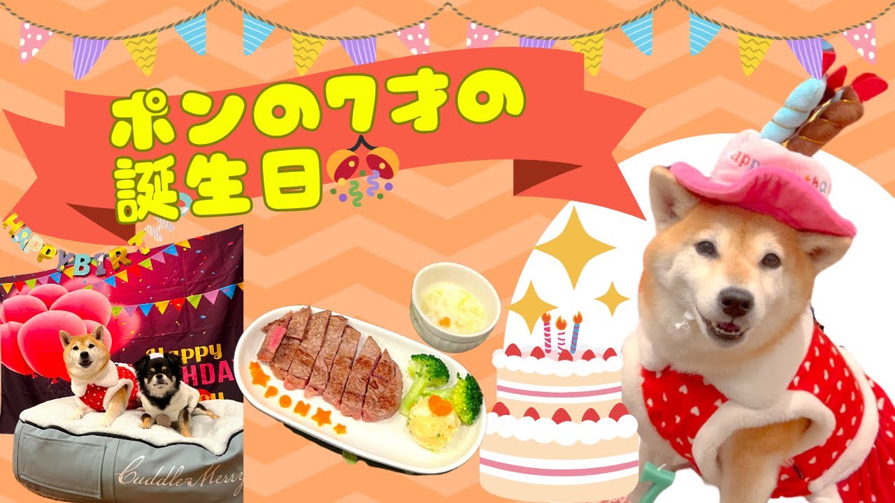 ポンの誕生日のお祝い！７才になりました♪