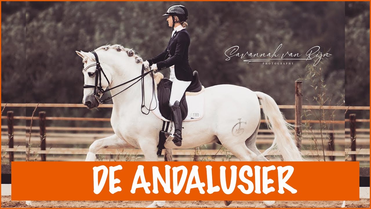 De Andalusiër | rassenvideo | PaardenpraatTV