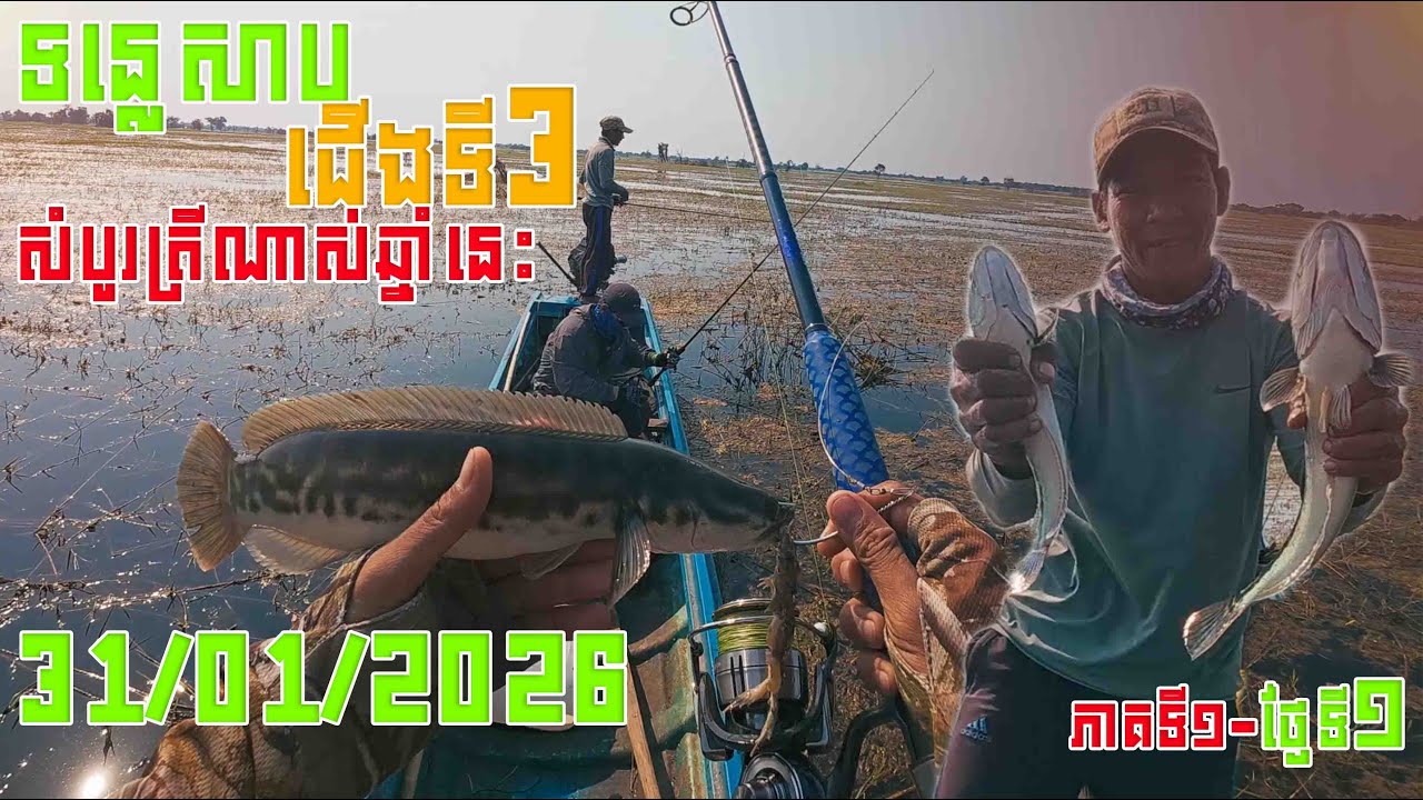 ជើងទី3|បឹងទន្លេសាប|ខាំច្រើនឆ្នាំនេះសំបូត្រី|Snakehead|FishingSnakeheadAtTonle Sap Lake |31.01.2026