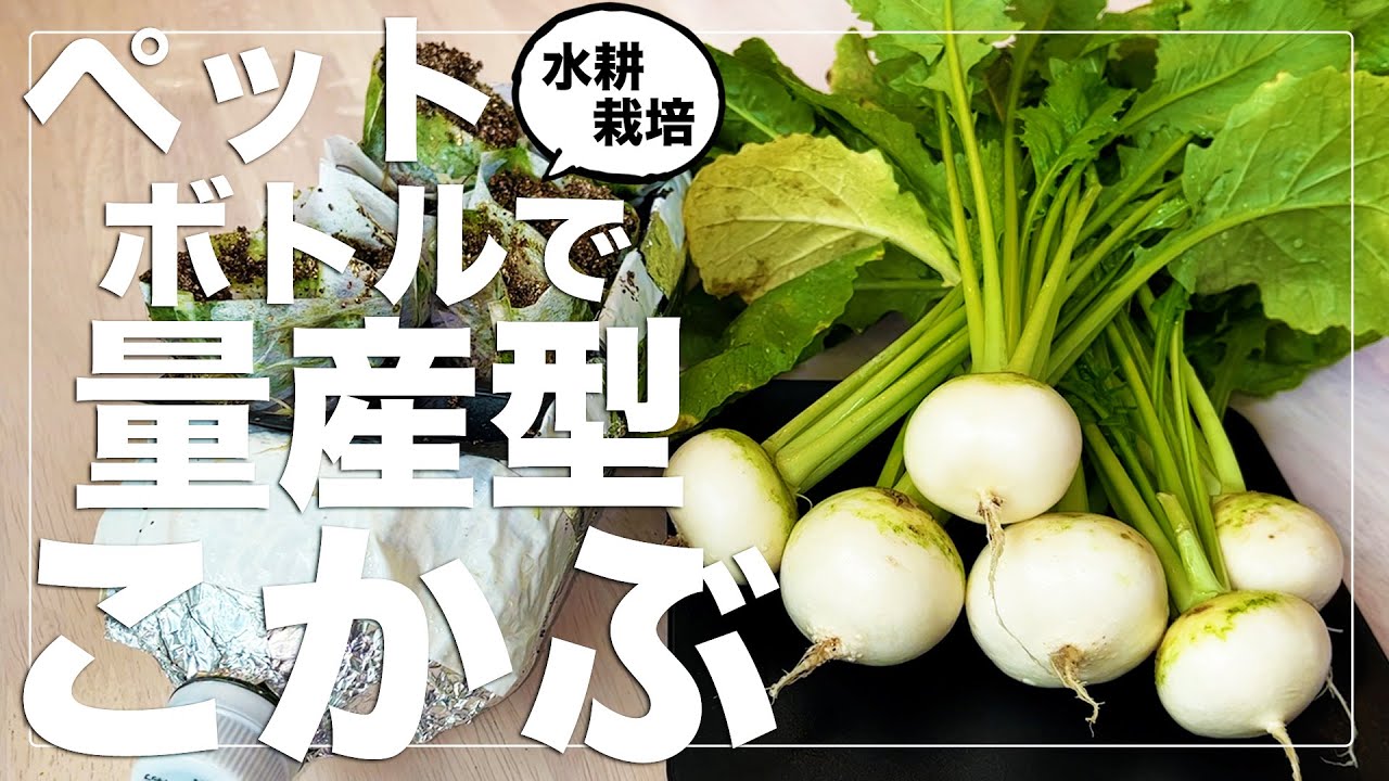 【チート級の生産性】こかぶをペットボトル水耕栽培で大量生産する方法｜種まきから収穫まで｜春・秋・冬の種まき対応