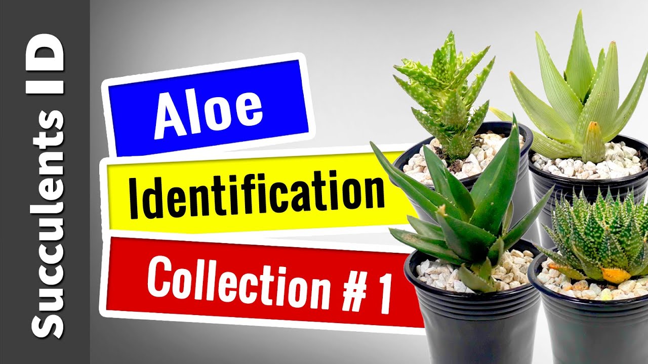 SUCCULENT TYPES | ALOE Collection  #1 || Succulent Identification