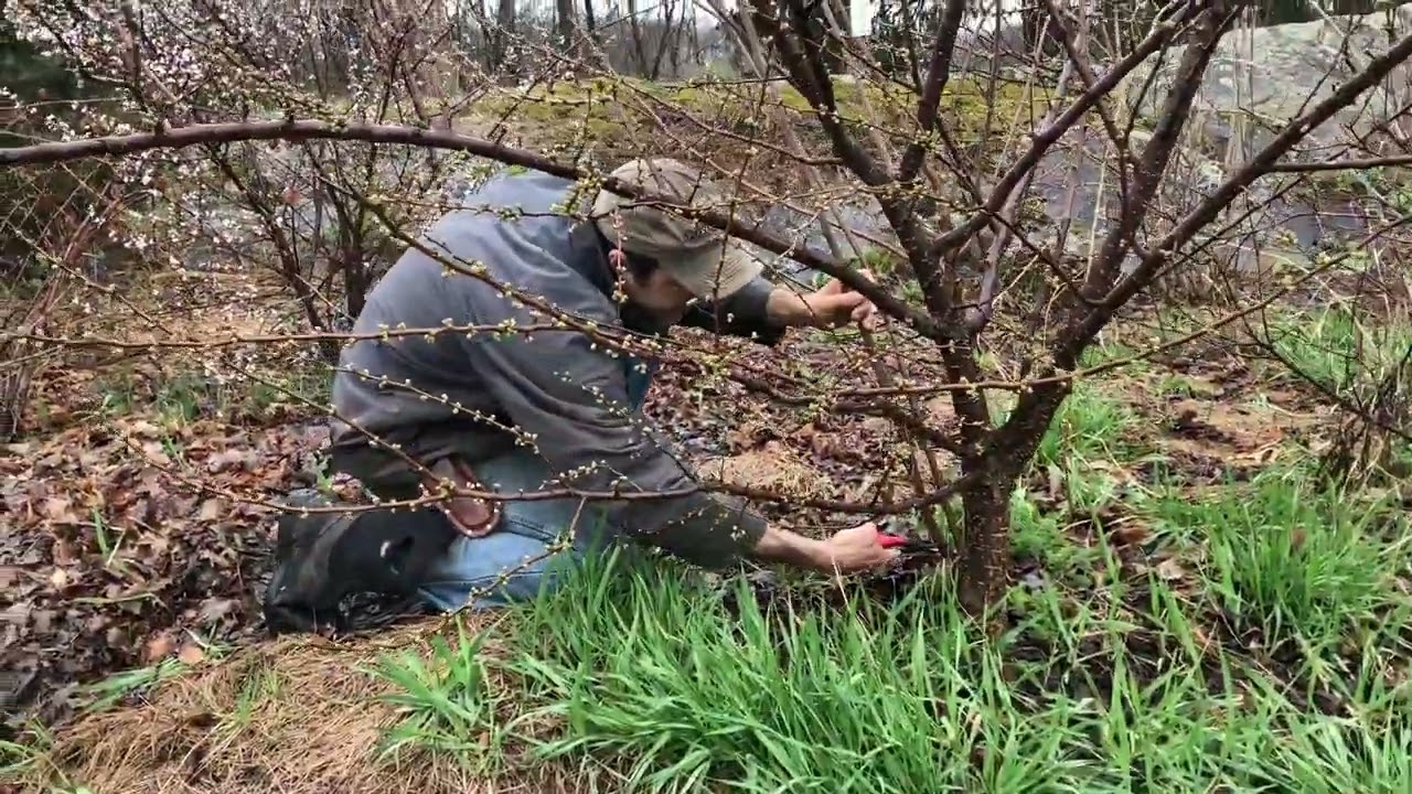 Spring plum pruning