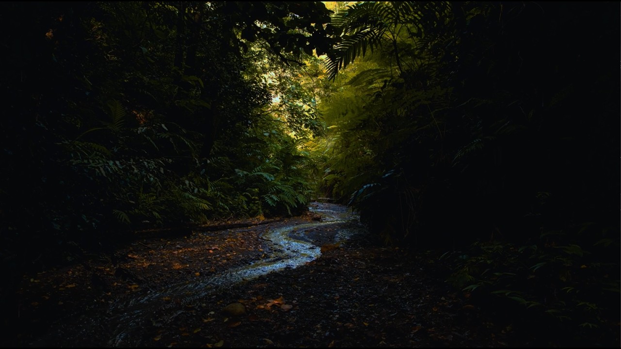 The Crickets' Lullaby | 10 Hours of Deep Forest Ambience