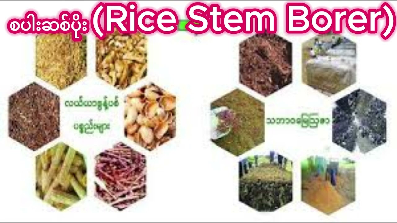 စပါးဆစ်ပိုး Rice Stem Borer