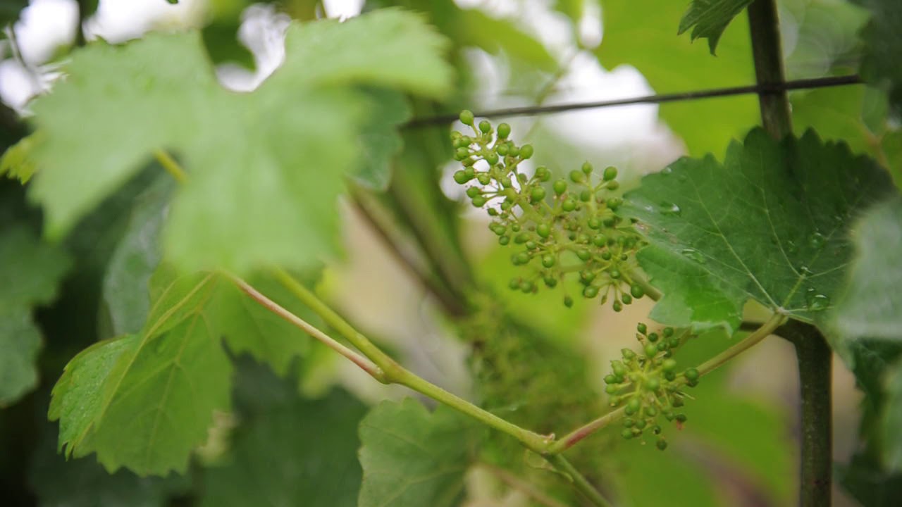 Chaberton Estate Winery celebrates 25 years of wine-making in Langley