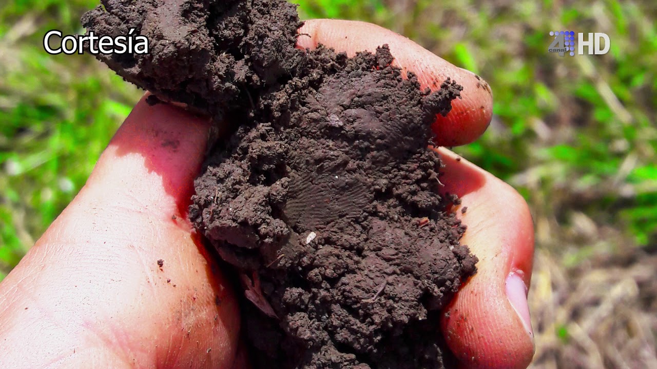 POR EL CAMPO CULTIVO DE LIMÓN TAHITÍ 1