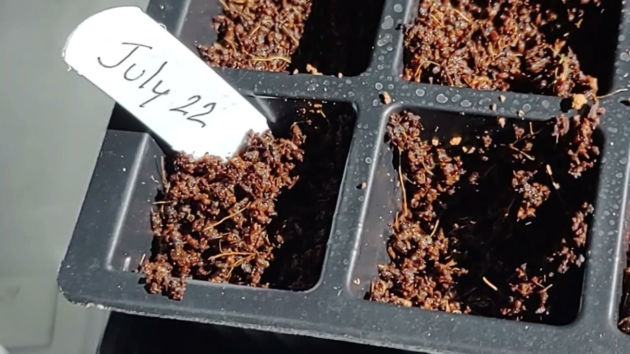 Germinating Tabebuia Seeds with Hydrogen Peroxide and Water 💦 🌱🌱🌱🌱🌱🌱🌱🌱🌱🌱🌱🌱