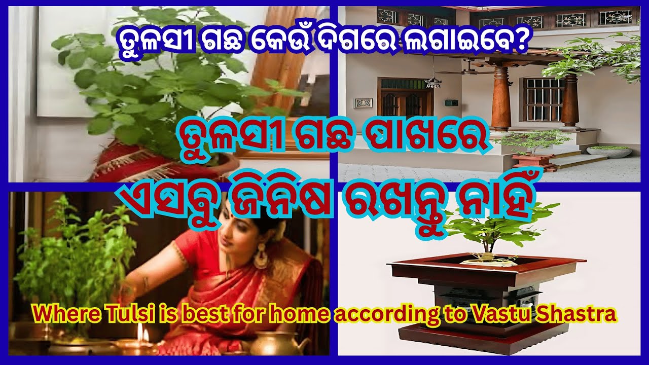 Tulsi Plant best direction? | ତୁଳସୀ କେଉଁ ଦିଗରେ ଲାଗିବ | #trending #viral #divinejagannath