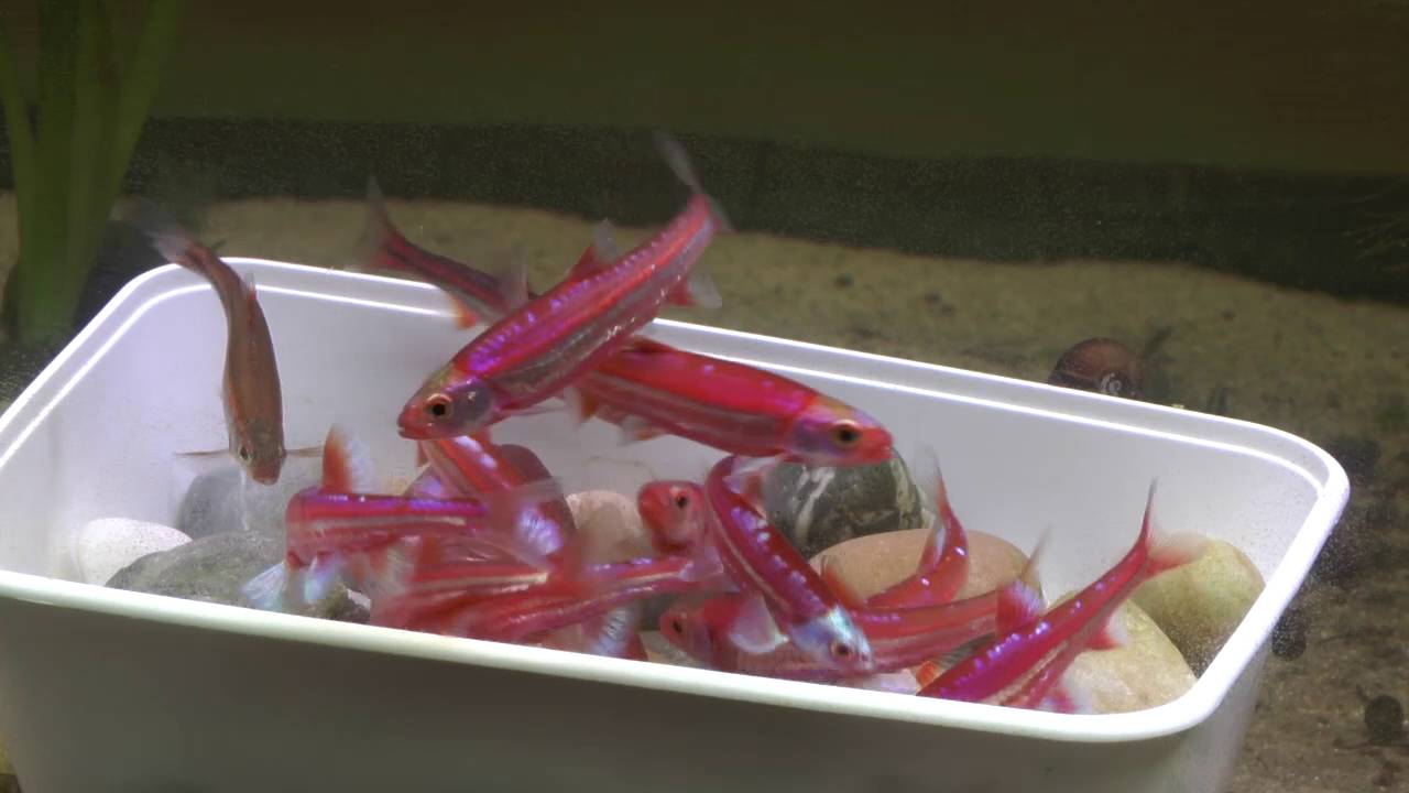 Notropis chrosomus - Rainbowshiners afleggen