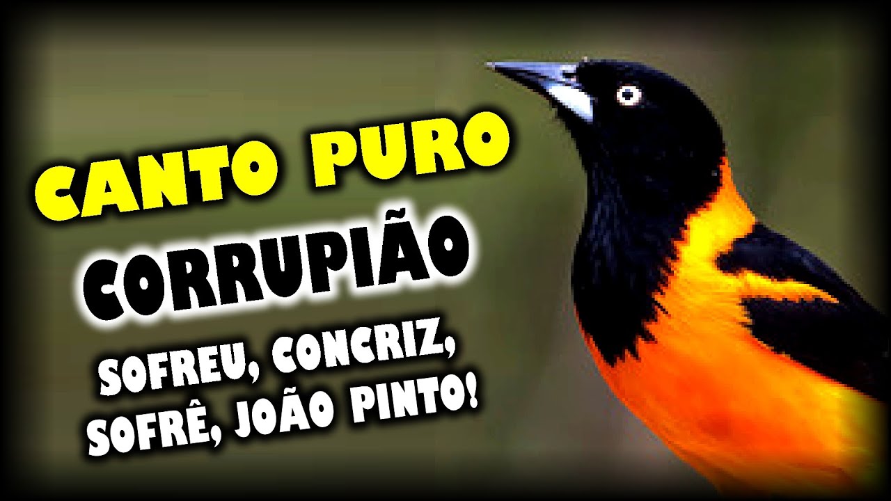 CORRUPIÃO - CANTO PURO OTIMO PARA ENSINAR E FOGUEAR CORRUPIÃO [SOFREU, CONCRIZ, SOFRÊ, JOÃO PINTO]