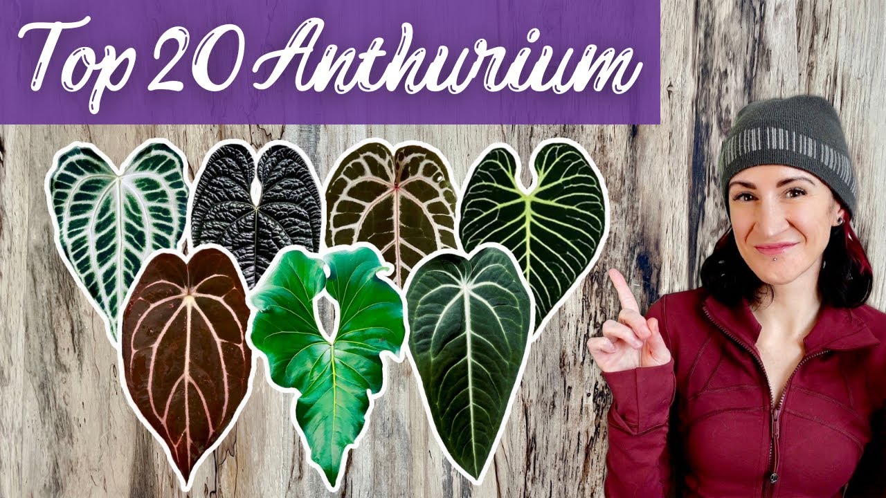 20 Anthurium Plants You'll Love: My Anthurium Wishlist
