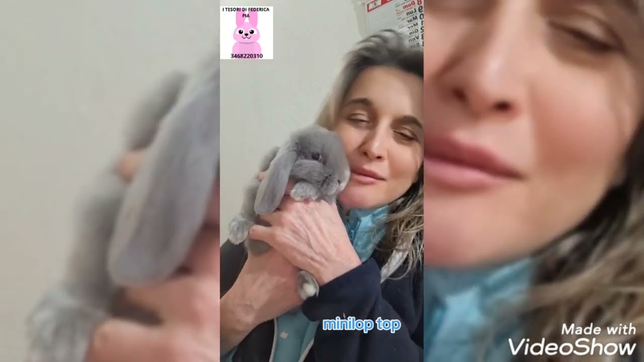 MINILOP CONIGLI NATI IN FAMIGLIA 