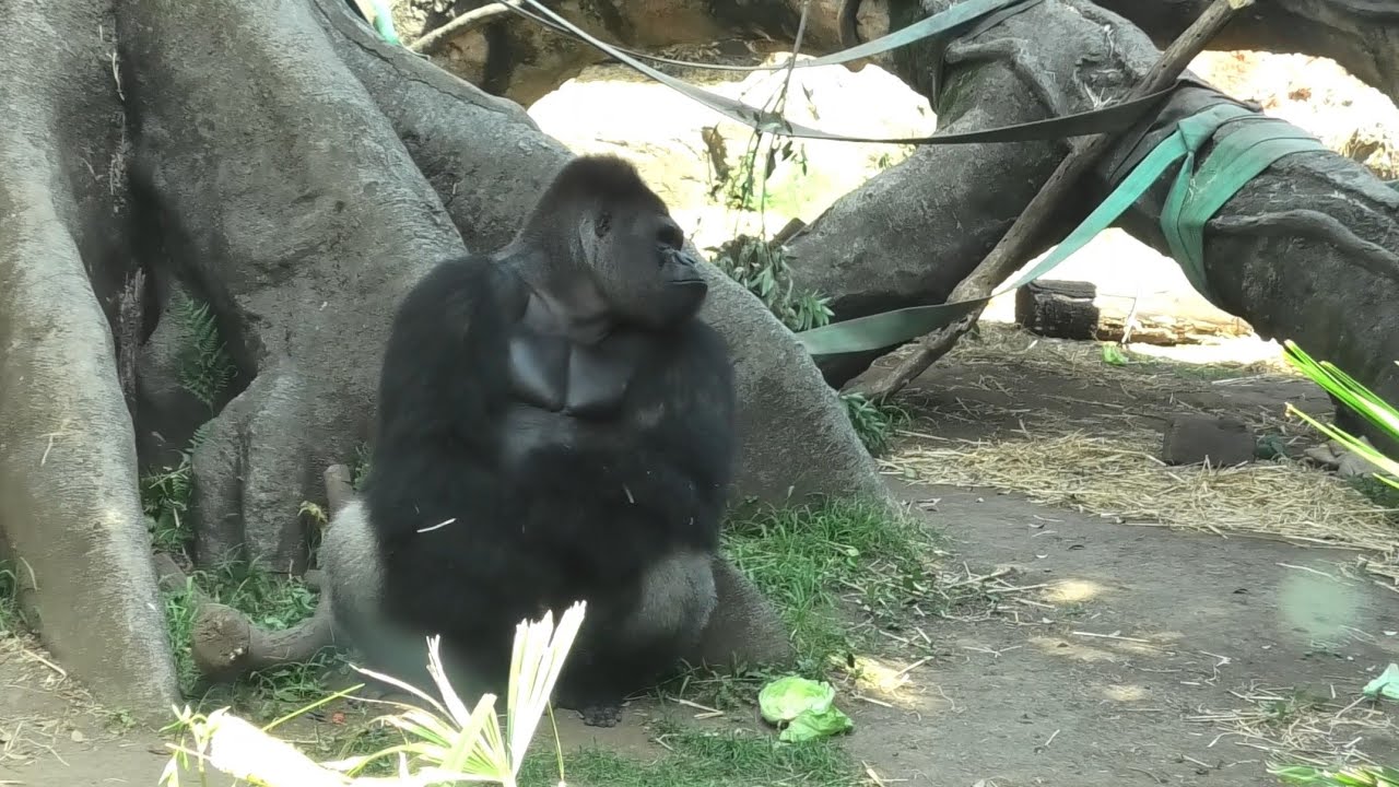 ハオコ劇場１　ゴリラのランチタイムと真昼の情事？　上野動物園　４K(Gorilla,Orautatan,Chimpanzee,Animal,Zoo)