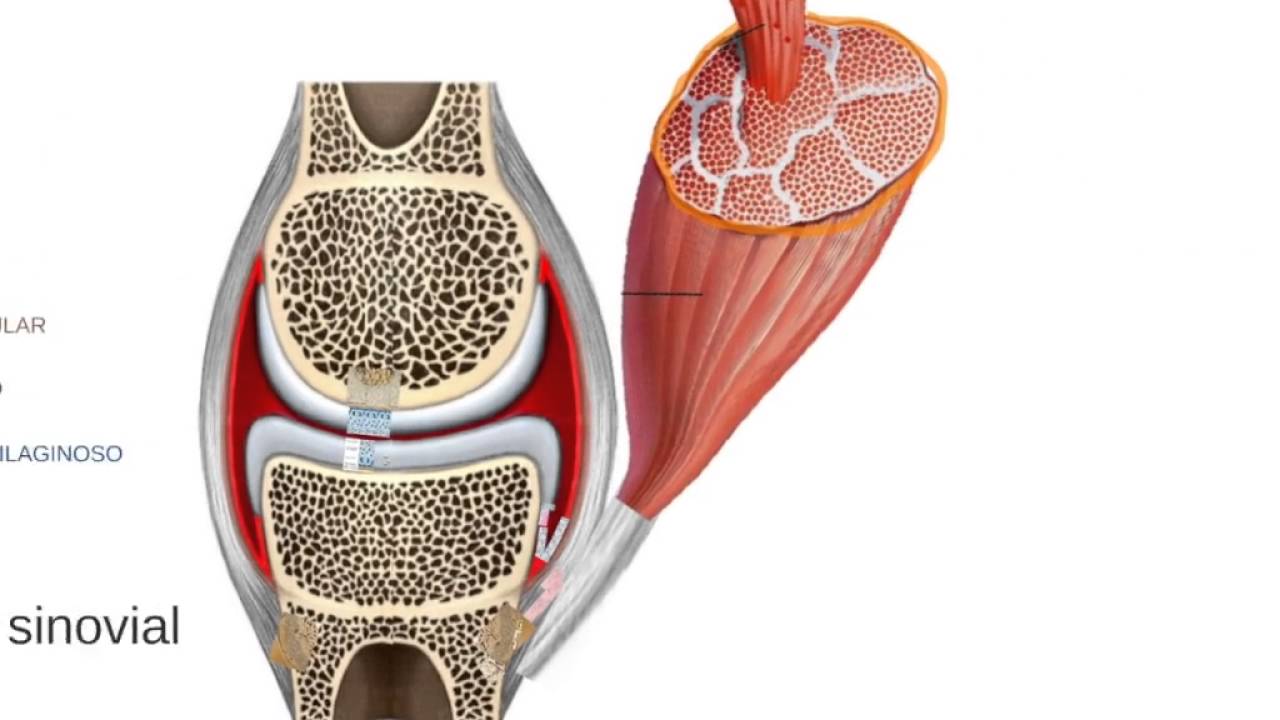Histología Articulación sinovial e Inserción muscular.
