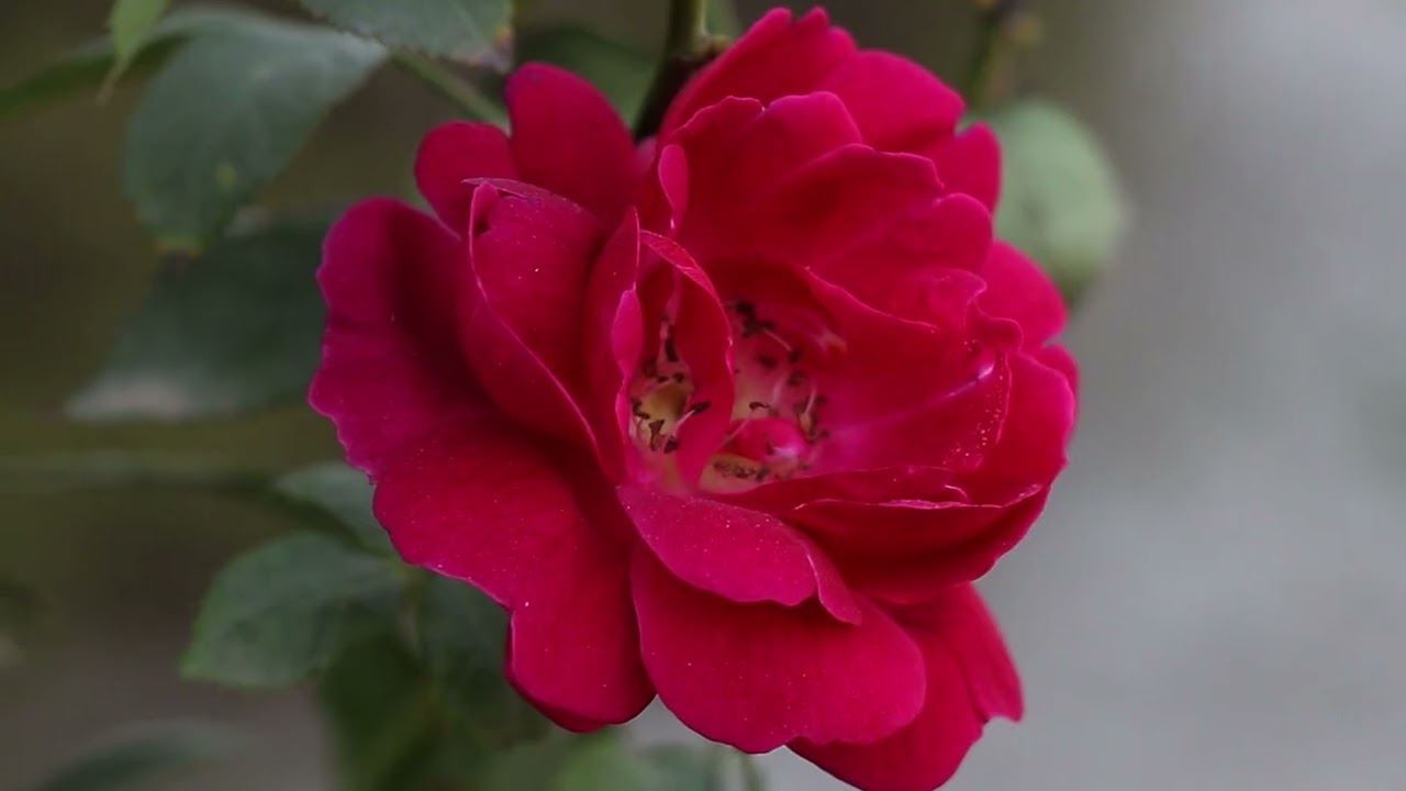 Roses & Serenity | A Journey into Deep Relaxation | Music That Restores the Soul