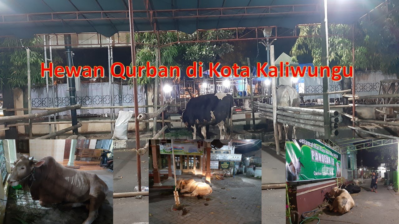 Hewan Qurban di Kota Kaliwungu Tahun 1443 H