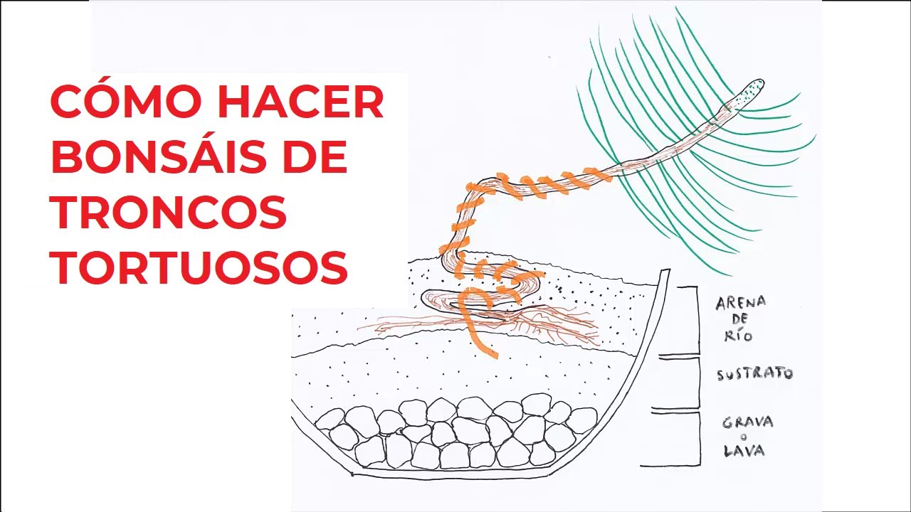 CÓMO HACER BONSÁIS DE TRONCOS TORTUOSOS  ֍ CON PINOS THUNBERGII Y  DENSIFLORA (PARTE 1ª) ✅ 🌳