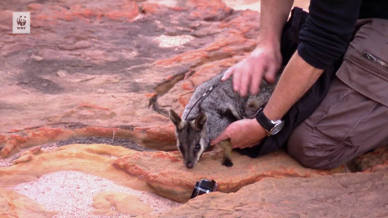 Rock-wallabies take flight