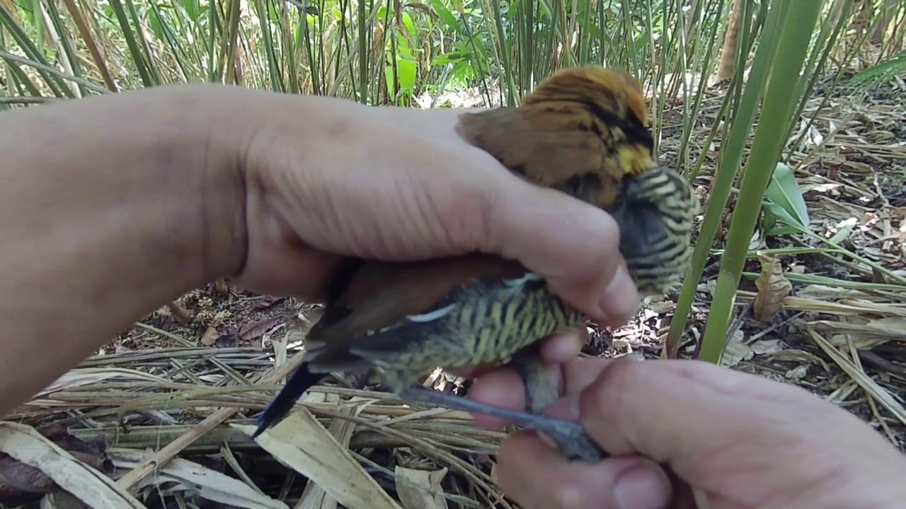 Pelepasan burung paok (burung vita) ke alam liar