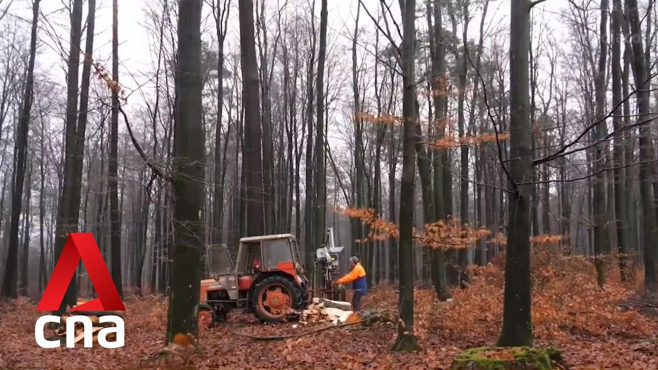 Europe turns to firewood in the face of uncertainties over gas, electricity supplies