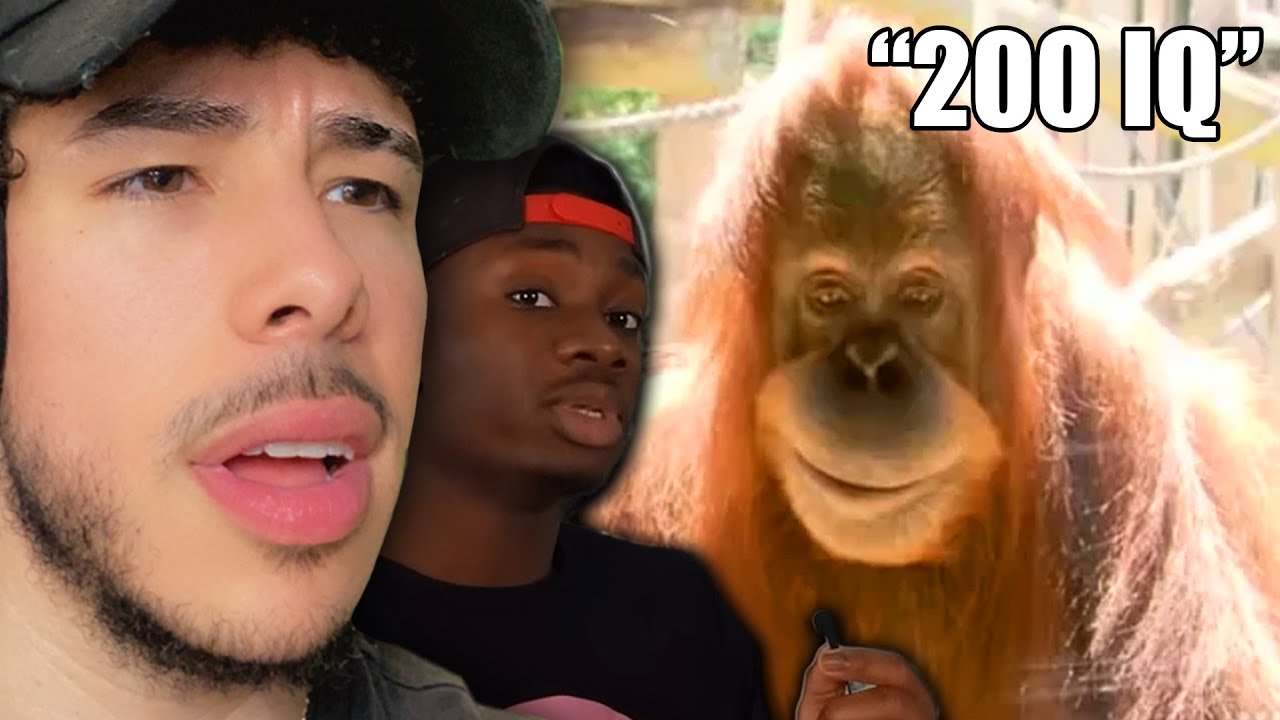 The TERRIFYING Intelligence of the Orangutan