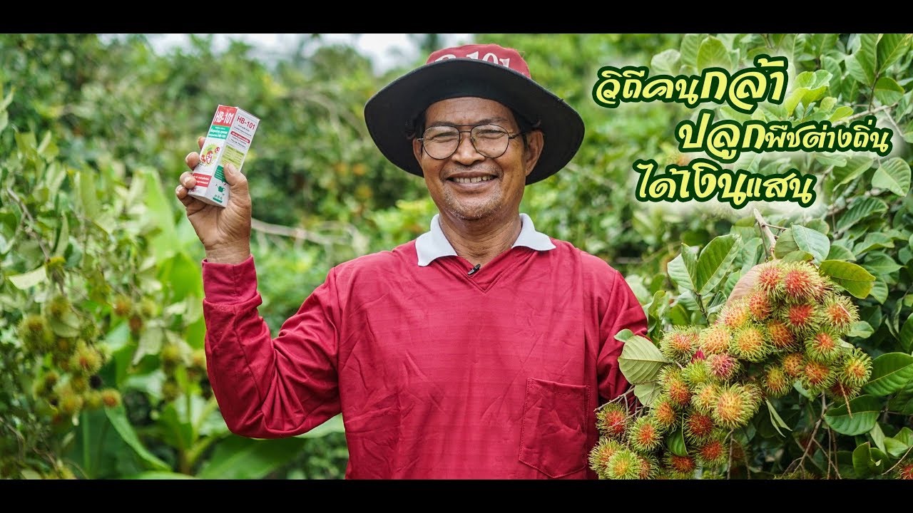 สวนผสมพ่อตุ้ย ทุเรียน เงาะ มังคุด ที่ จ.เพชรบูรณ์ l เกษตรกลางแปลง