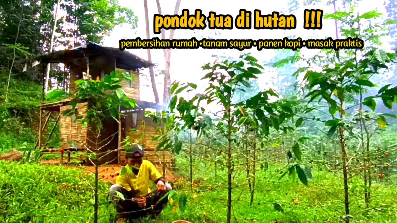 kehidupan dihutan yang damai! bersihkan pondok, masak menu sederhana, menanam sayur & memanen kopi
