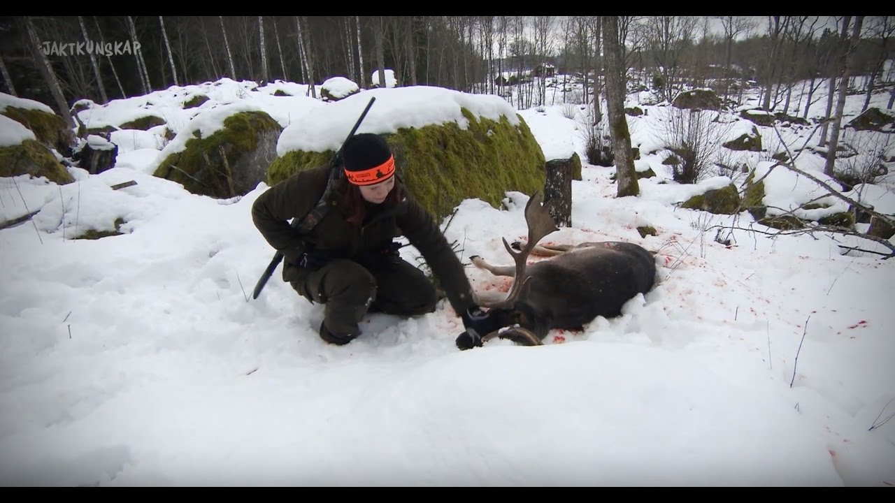 Drevjakt p&aring; dovhjort och vildsvin (ur Del 4 av Jaktkunskap)