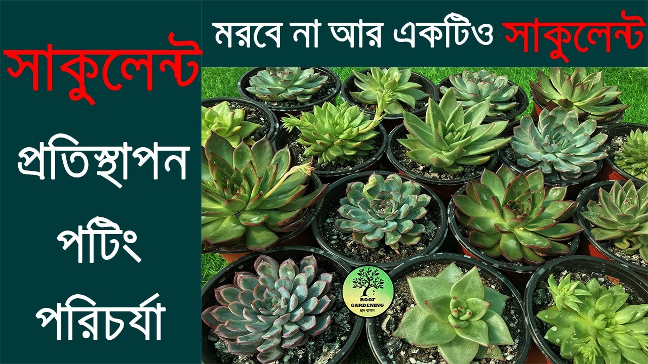সাকুলেন্টের সঠিক পরিচর্যা - মরবে না আর একটিও গাছ / Complete care of Succulent / Roof Gardening