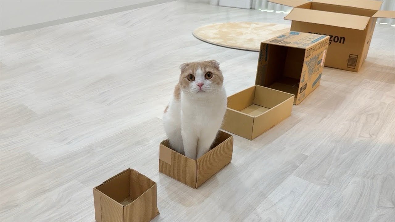 段ボールが大好きなのでサイズをだんだん小さくしてみたら猫の反応が可愛すぎましたww