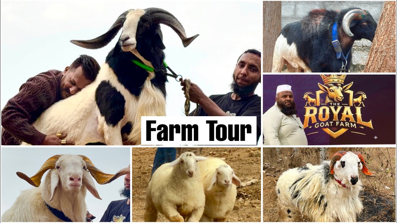 The Royal Goat Farm Bangalore Full Tour with MD Goat Farm