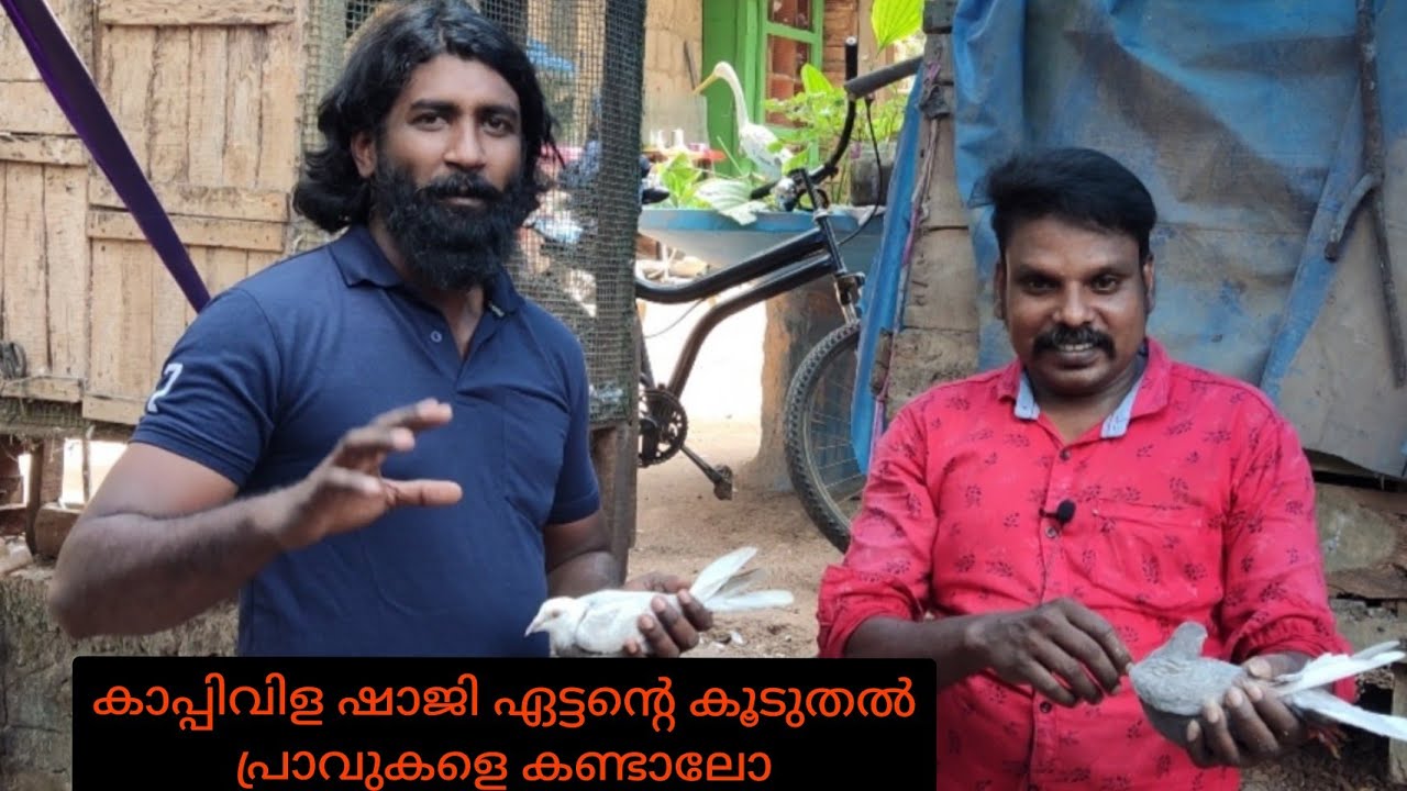 Parava pigeon loft visit part 2 (Kappivila shaji ettan)