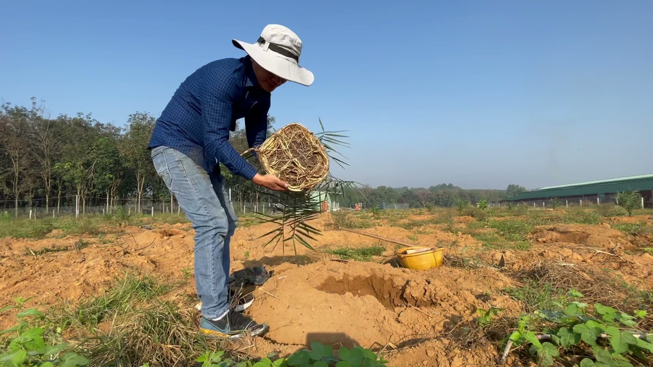 Cây chà là cấy mô - kỹ thuật trồng cây