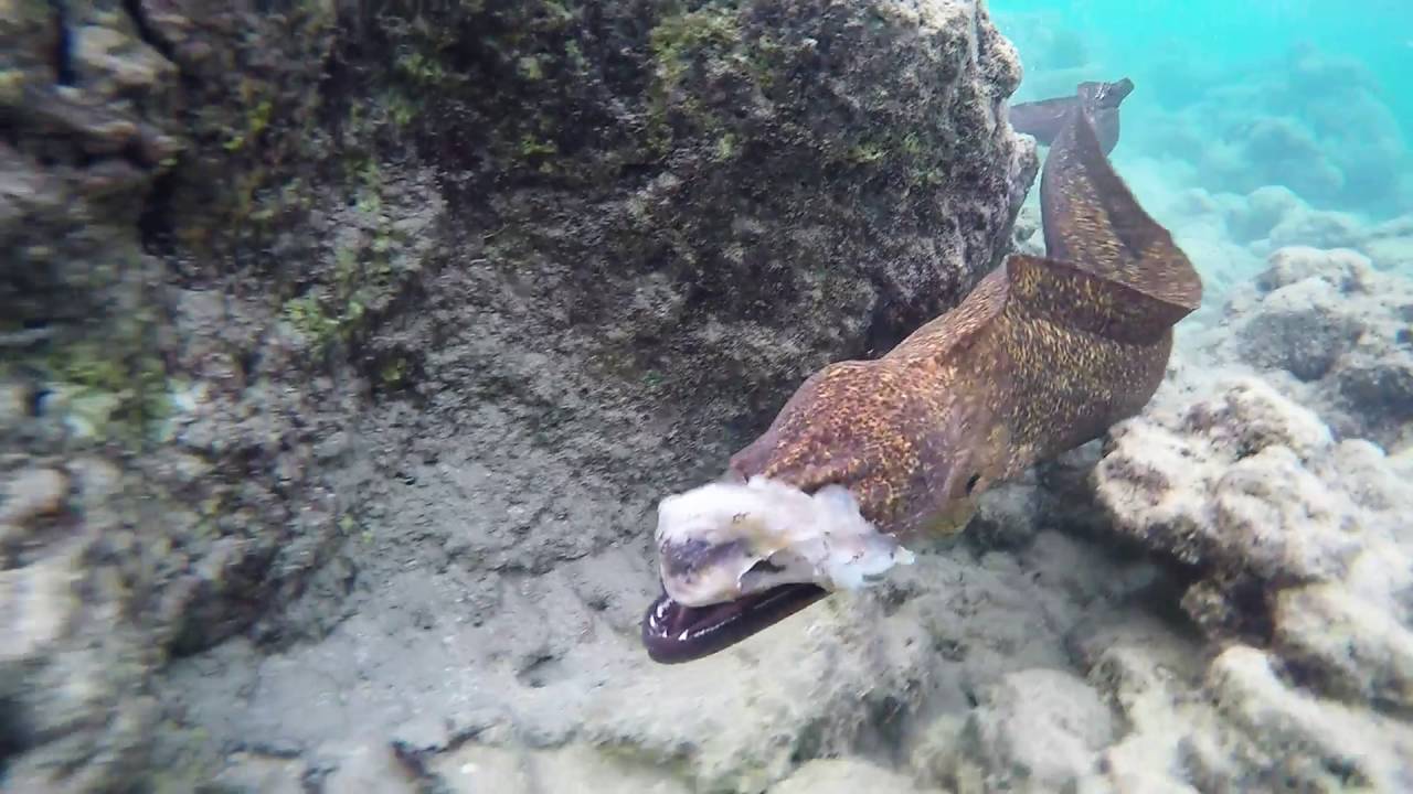 Moray eel attacking octopus and camera