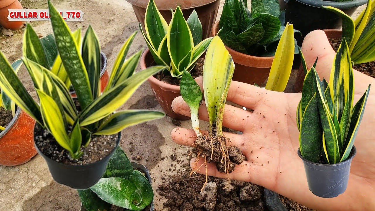 Sansiverya gulini bargidan ko'paytirish 