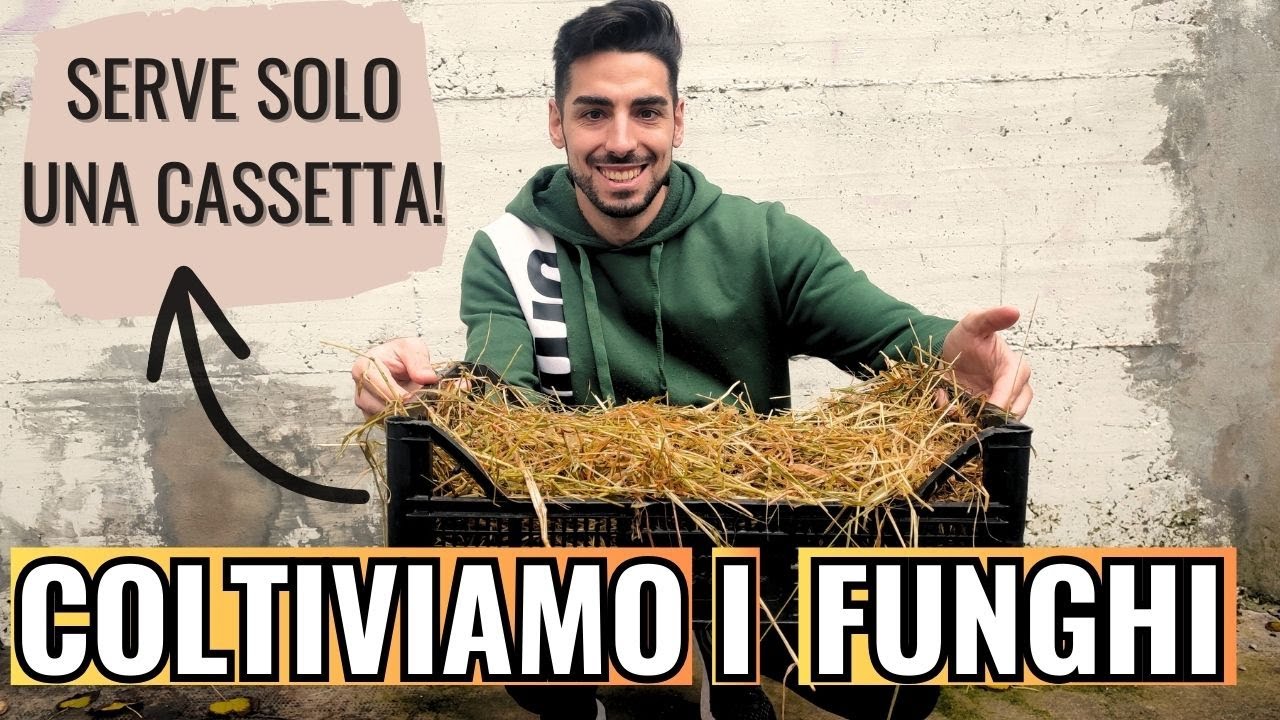 COLTIVIAMO i FUNGHI in CASSETTA con PRIMORDIA! (Ostrica Gialla e Blu) Ep.1