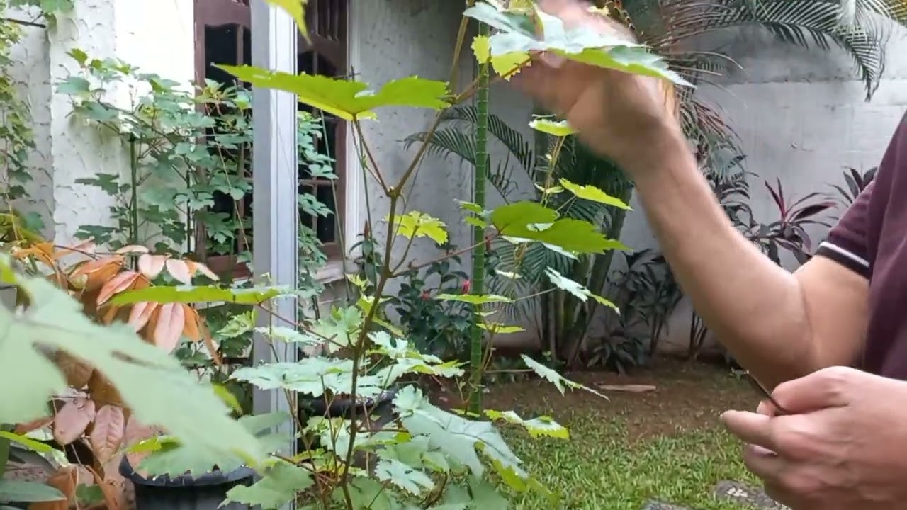 jangan buru2 buang tunas air di cabang tersier. ini alasannya..