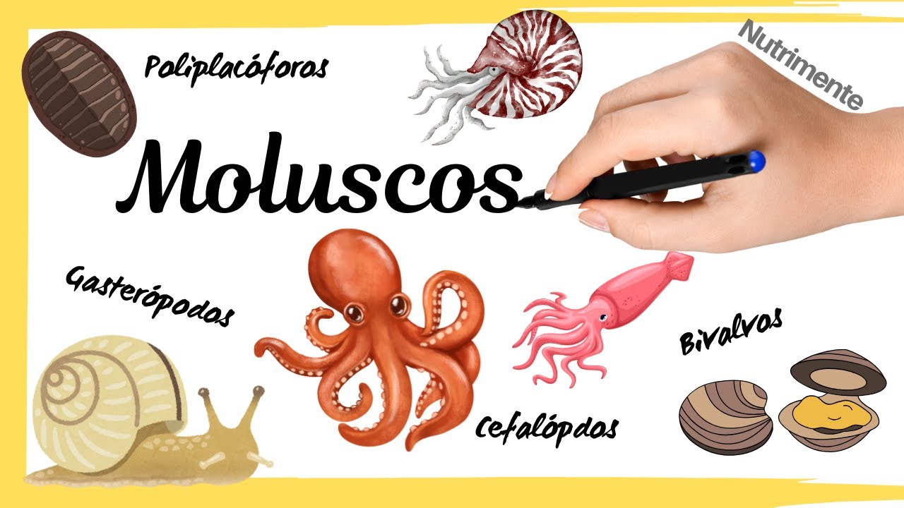Filo Moluscos (Poliplacóforos, Bivalvos, Gasterópodos y Cefalópodos)