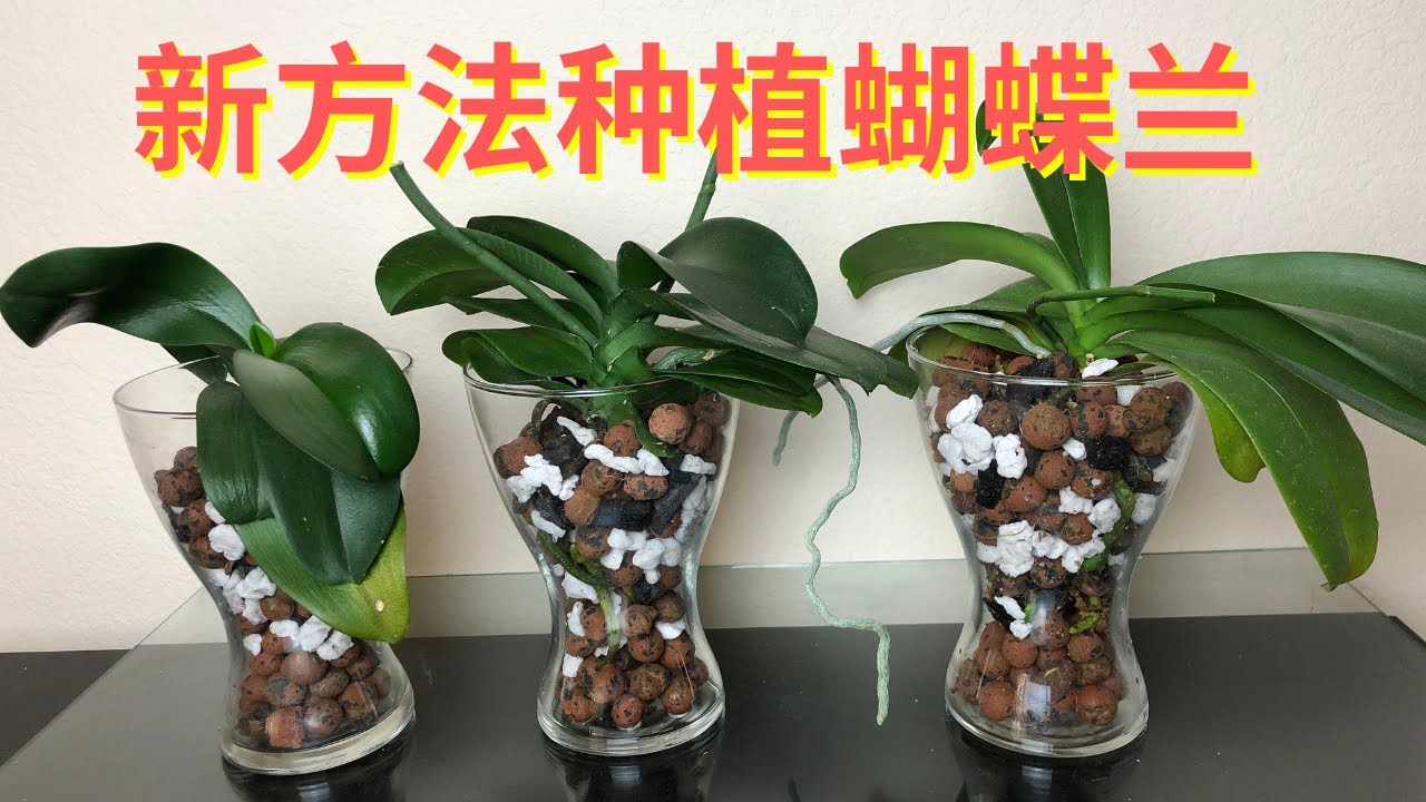 08/23/2021 换一种种植方法，Repotting the Phalaenopsis with clay pebbles, charcoal and perlite