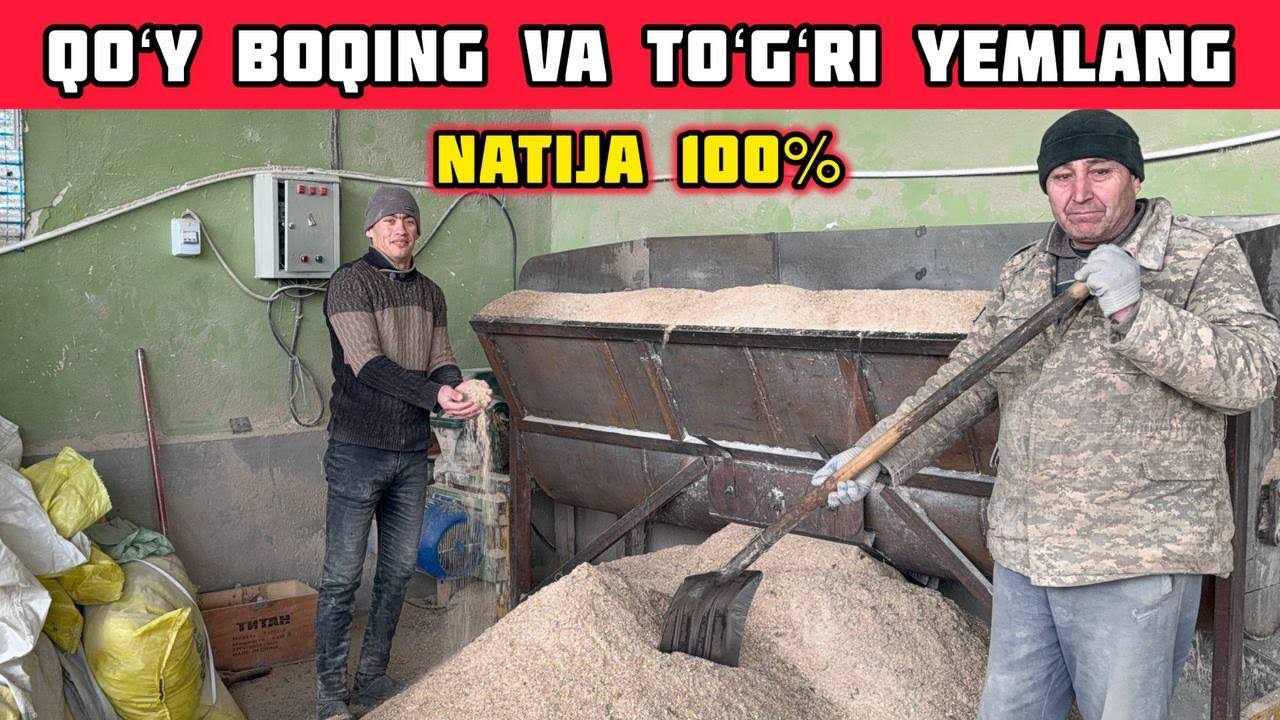 Qoʻy Boqing va Toʻgʻri Yemlang,Qoʻchqorlarga Yem Tayyorlash Jarayoni