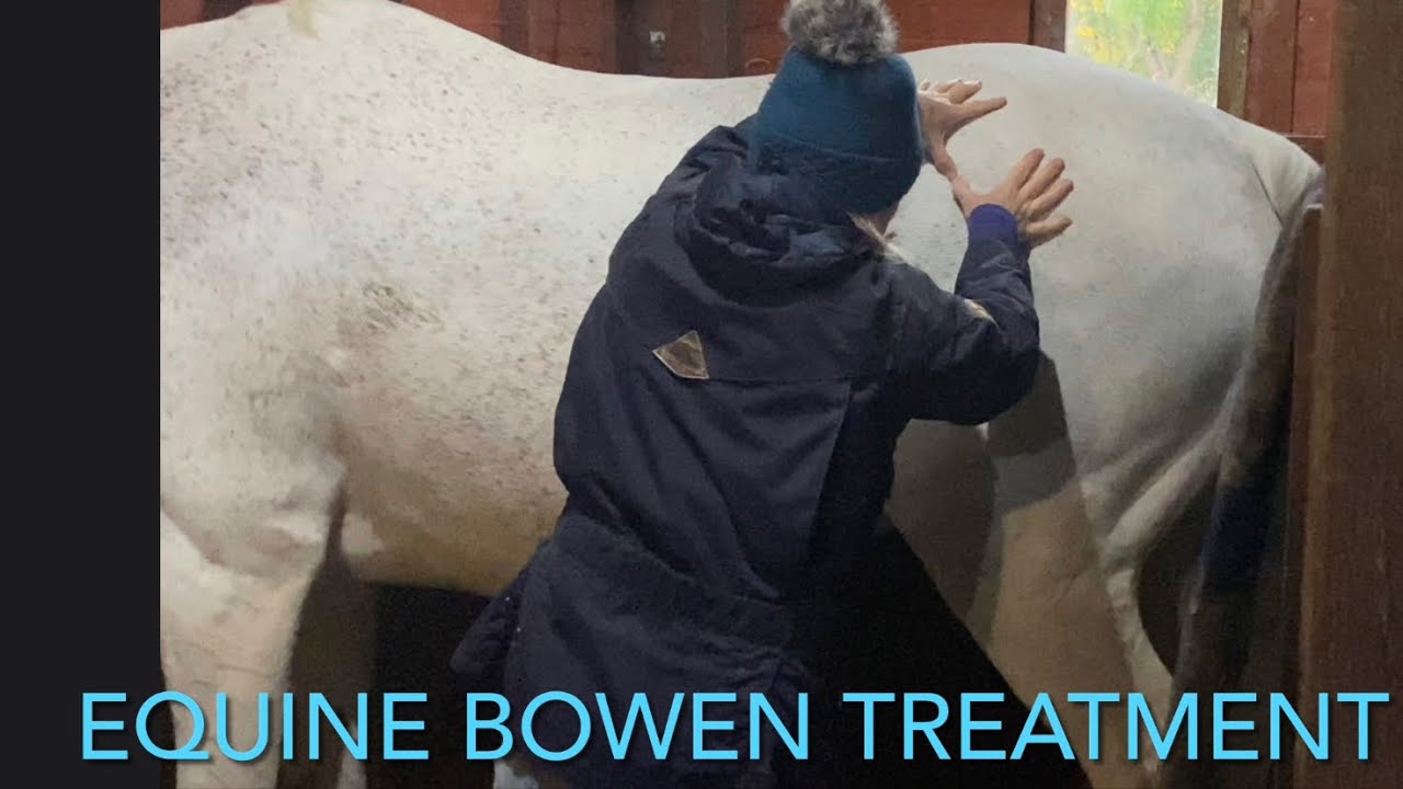 Equine Bowen treatment day | Horse Therapy