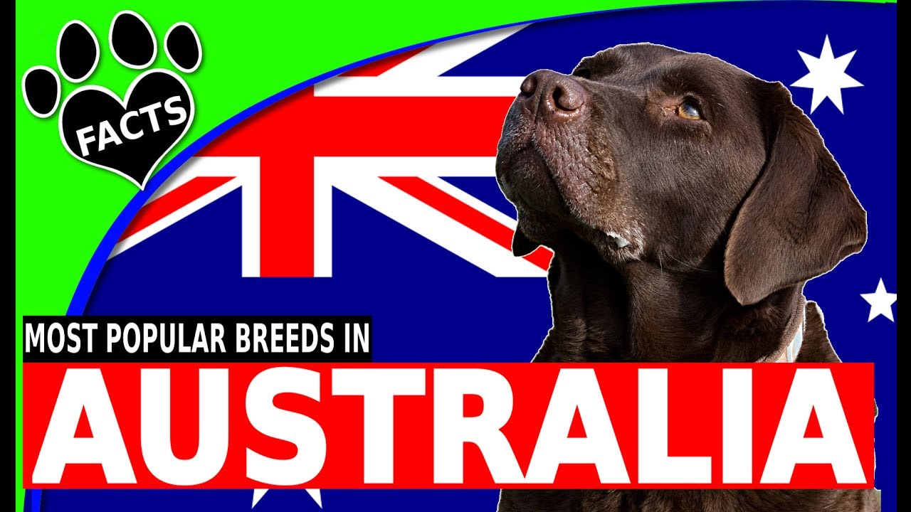 The Top 10 Most Popular Dog Breeds in Australia - Dogs 101