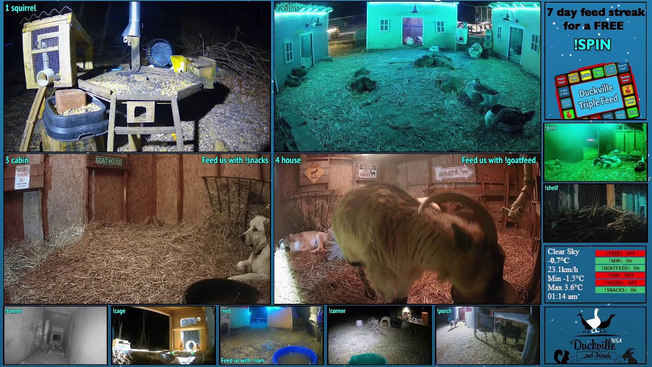 FREE DAILY FEED - Relax with ducks, goats, pups, squirrels, bunnies and other animals!