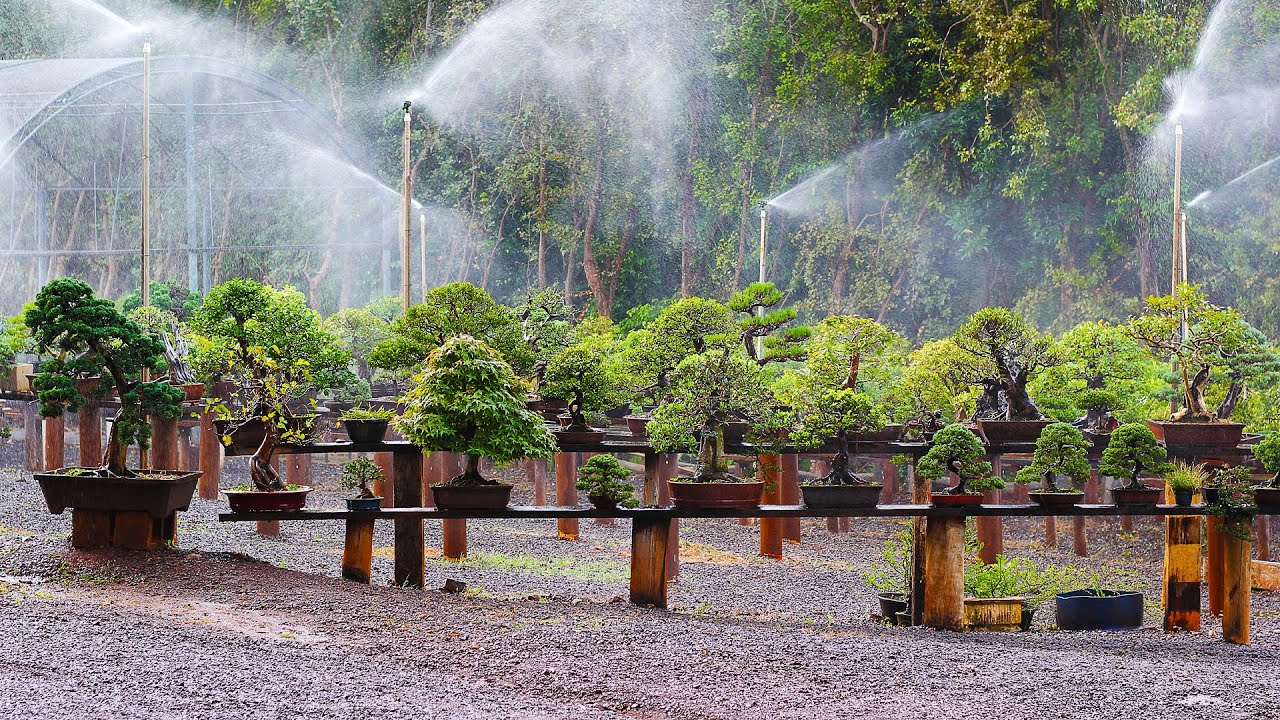 Bonsai Center Romagnole
