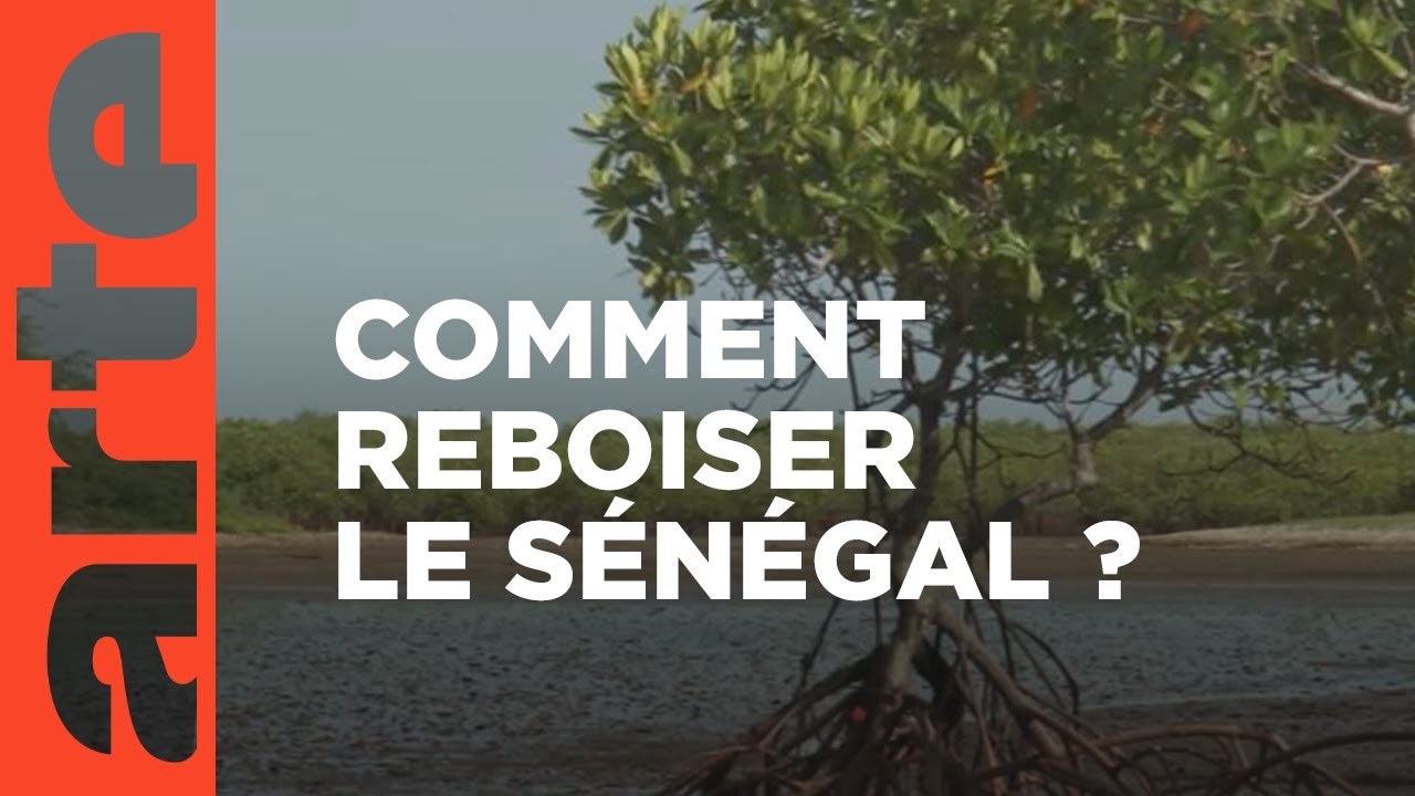 Sénégal : arbres de vie | ARTE Reportage